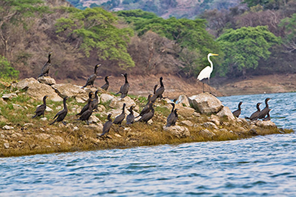Great Egret and Neotropic Cormorants